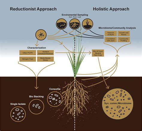 soil microbiology process